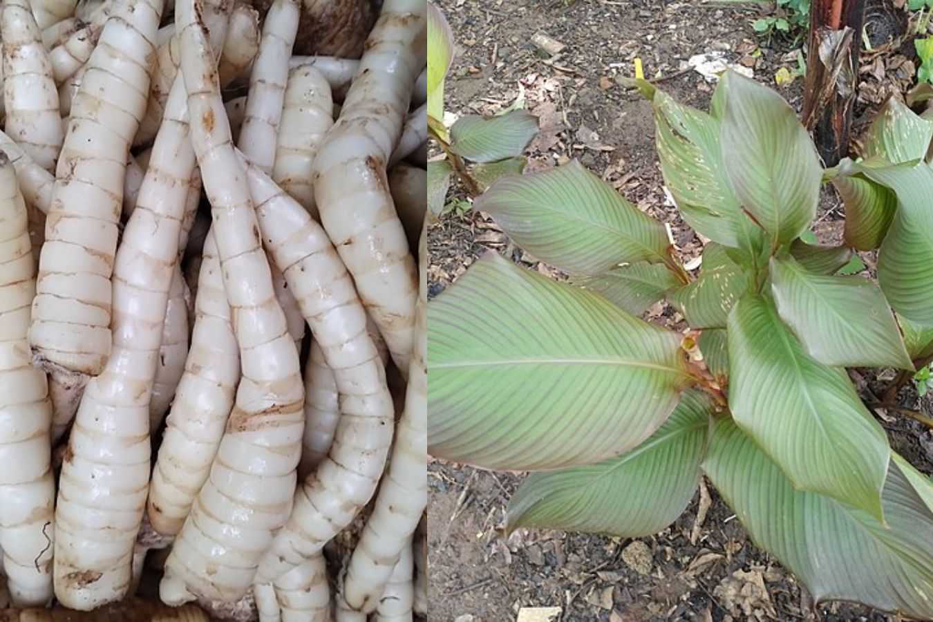 Apakah Garut dan Ganyong Itu Sama? Kenali 5 Perbedaan Mencoloknya Agar Tidak Keliru